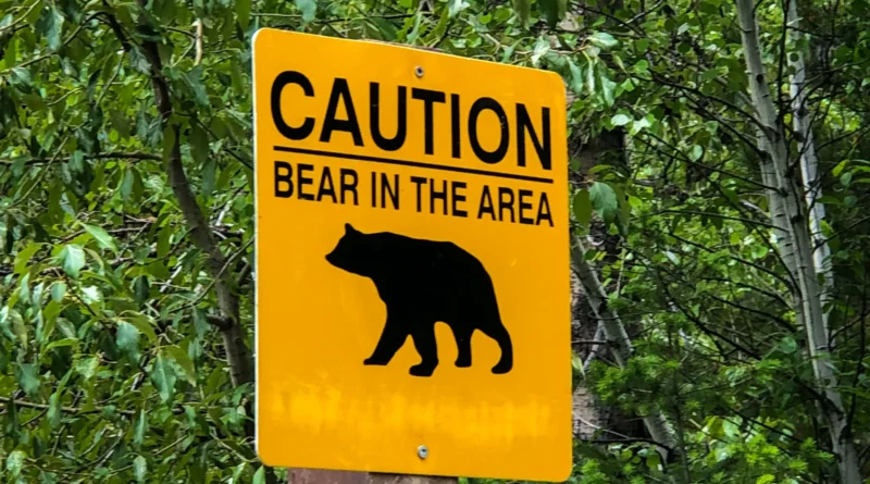 wildlife encounters while camping - bear-proof food storage locker at a campsite