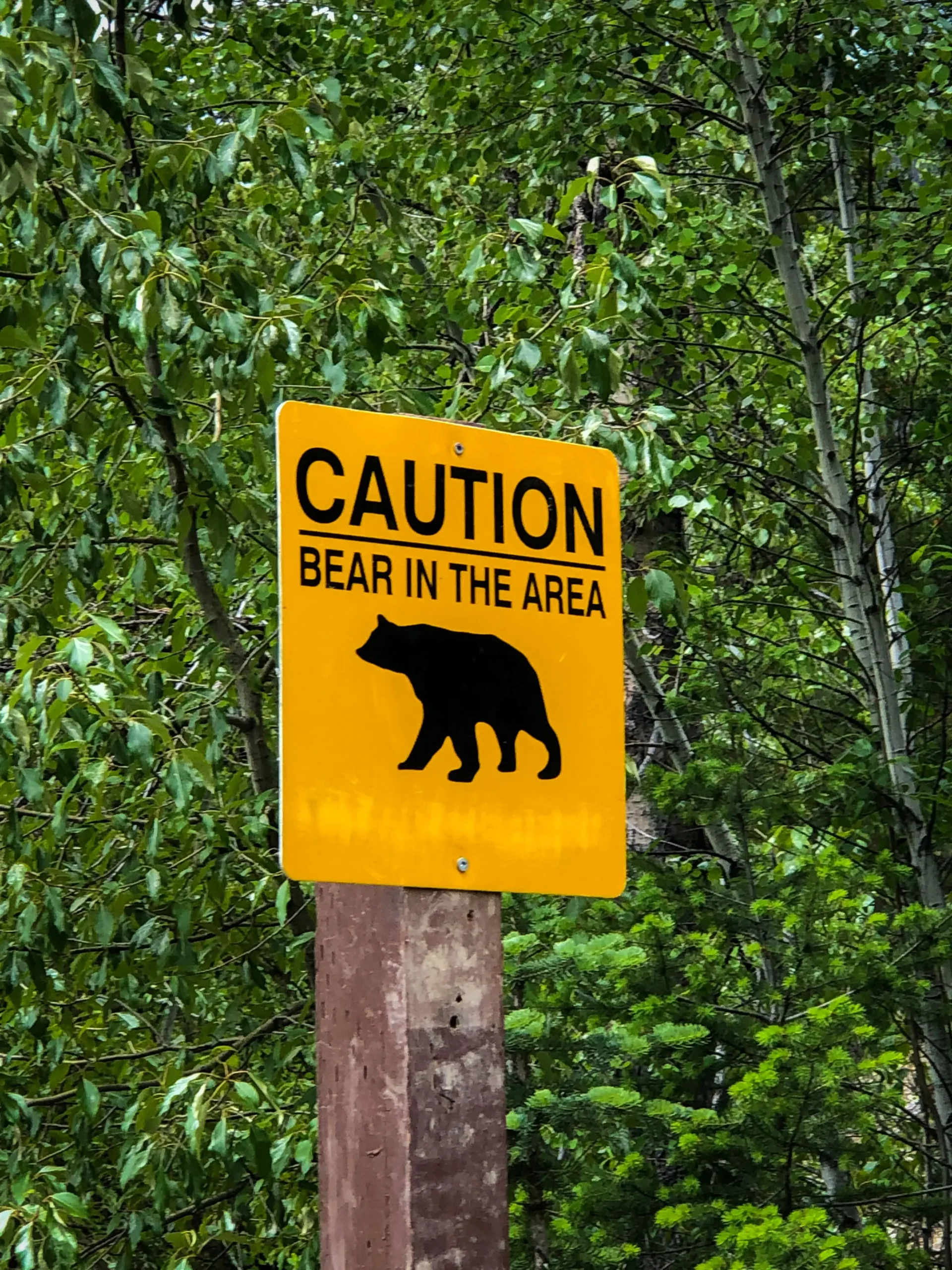 Wildlife Encounters While Camping: What Actually Works